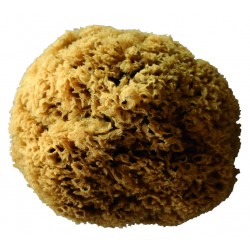 EPONGE NATUREL MOYENNE